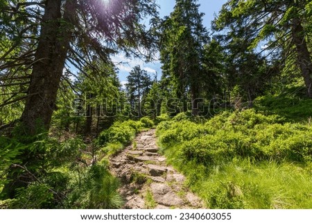 Tourist trail leading through the forest in the Karkonosze Mountains