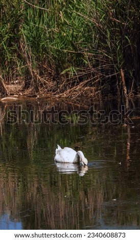 A beautiful white swan swims in the water. Behavior of a wild bird in nature. Animal wildlife wallpaper background.