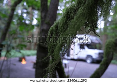 RV on a campsite behind a mossy tree