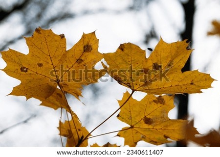 yellow tree leafs close-up in Fall season. Shallow depth of field. autumn park or forest. natural background. autumn season. macro photography. yellow maple leaves