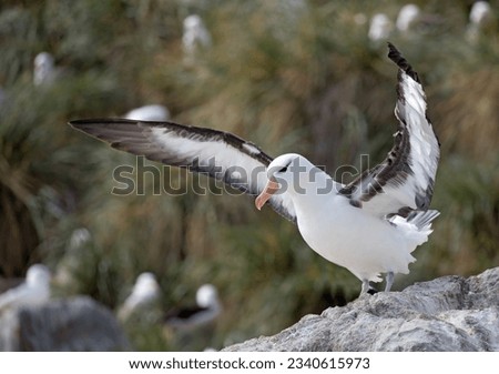 Black-browed albatross, in flight over, dense colony; Black-browed, albatross in flight; Black-browed albatross with, wings outstretched after landing on rock; Grand Jason, Falkland Islands
