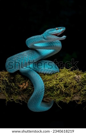 Blue White Lipped Pit Viper is a venomous pit viper found in Indonesia.