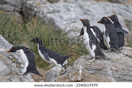 Montage - Rockhopper penguin pair jumping sequence; Rockhopper penguin, in mid hop; Grand Jason, Rockhoppers rock-hopping; Grand Jason, Falkland Islands