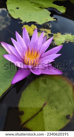 purple lotus single flower isolated illustration natural flower background lotus