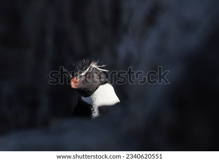 Chiaroscuro rockhopper pair; Chiaroscuro rockhopper penguin; Pebble Island, Falkland Islands Royalty-Free Stock Photo #2340620551