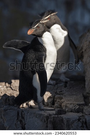 Chiaroscuro rockhopper pair; Chiaroscuro rockhopper penguin; Pebble Island, Falkland Islands Royalty-Free Stock Photo #2340620553