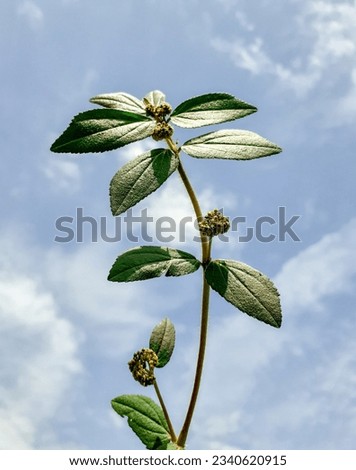 Close up asthma plant with blue sky and white cloud background in sun light.  Royalty-Free Stock Photo #2340620915