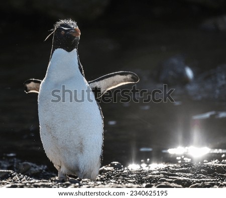 Rockhopper penguin, by backlit pool; Rockhopper penguin, doing a 'wet dog' shake; Rockhopper penguin with, rim-lighting; Rockhopper penguins, in a play pool; Pebble Island, Falkland Islands