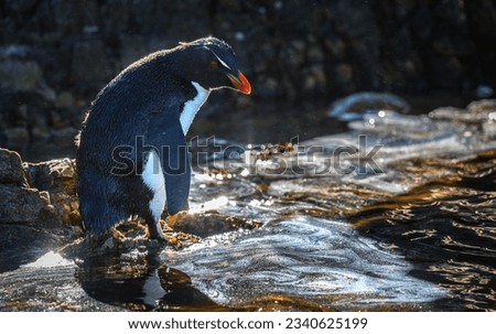 Rockhopper penguin, by backlit pool; Rockhopper penguin, doing a 'wet dog' shake; Rockhopper penguin with, rim-lighting; Rockhopper penguins, in a play pool; Pebble Island, Falkland Islands