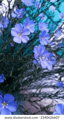 purple blue flowers in the village aesthetics wallpaper background