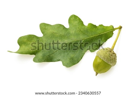 Oak leaf with acorn isolated on white background Royalty-Free Stock Photo #2340630557