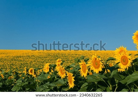 agricultural business.sunflower oil production.sunflower harvest.sunflower field.farming and agronomy in ukraine.sunflower promotion.yellow field.young harvest.sunflowers wallpaper.
big field.summer Royalty-Free Stock Photo #2340632265