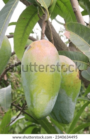 tasty and ripe mango on tree in farm for harvest are cash crops