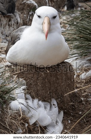 Black-browed albatross, against sunlit clouds; colony; Black-browed, albatross feeding its chick; pre-flight makeover; stepping off rocks; Steeple Jason, Falkland Island