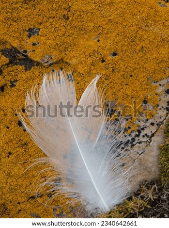 Downy albatross feather, on yellow lichen; Feathers and flora; Steeple Jason, Falkland Islands