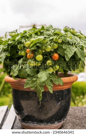 Tomatoes in a pot on the terrace of a country house