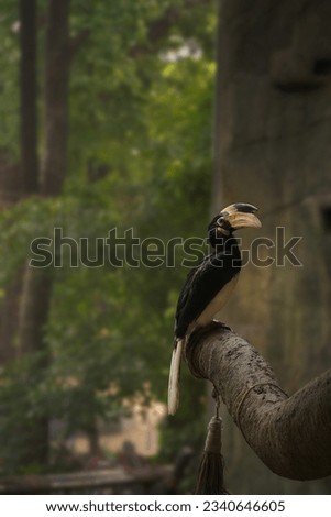 black-and-white hornbill with a whitish-yellow bill and “helmet.”