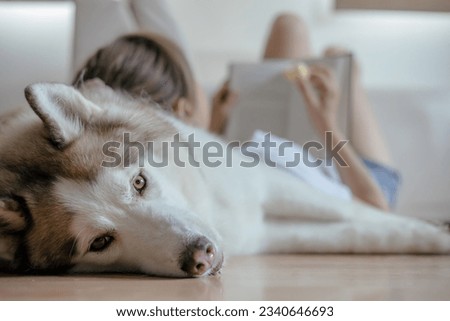 Husky dog laying on room floor with a woman lying in the background reading a book Royalty-Free Stock Photo #2340646693