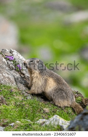 Alpine marmot, Marmota marmota, on a rock. The Fagaras Mountains, Romania.