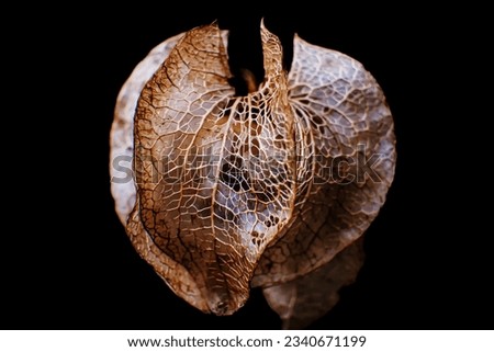 Physalis seed head , showing the incredible detail with a black background. Stunning images. 