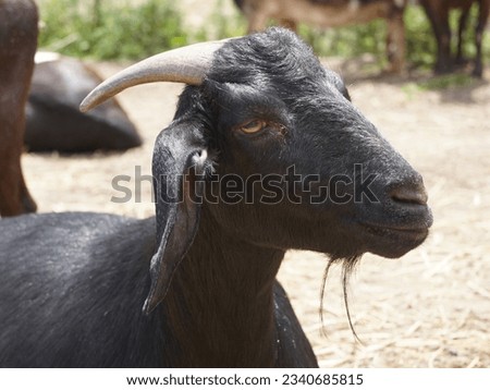 It's a picture of a black goat.