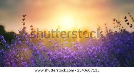 Art Wild flowers in a meadow at sunset. Macro image, shallow depth of field. Abstract august summer nature background
 Royalty-Free Stock Photo #2340689135