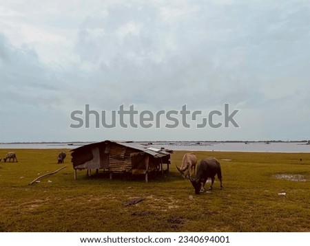 Picture of a buffalo grazing here, has anyone ever done this?