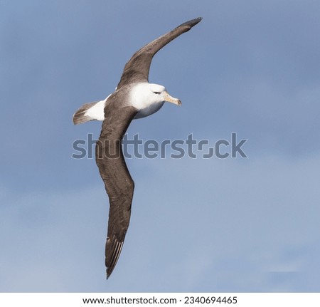 Black-browed albatross, above the green wave, albatross framed, by stern hawsehole; in the vertical bank; blue wave; white waves; Black-browed, albatross; Southern Ocean