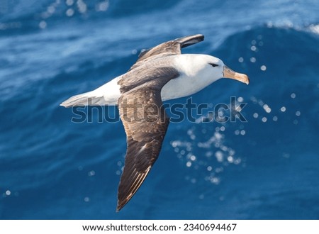 Black-browed albatross, above the green wave, albatross framed, by stern hawsehole; in the vertical bank; blue wave; white waves; Black-browed, albatross; Southern Ocean