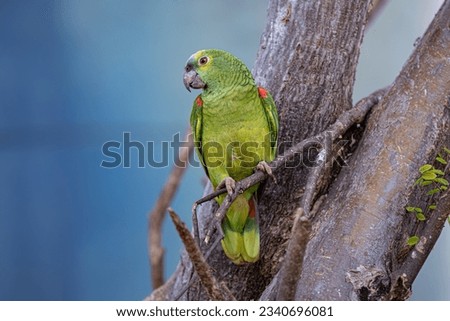 Adult Turquoise fronted Parrot of the species Amazona aestiva Royalty-Free Stock Photo #2340696081