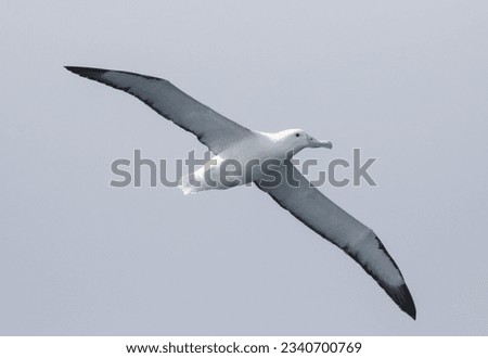 Wandering albatross; Southern Ocean; Light mantled albatross, breaking wave; Southern Ocean