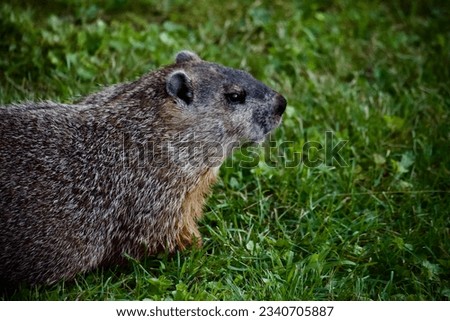 Woodchuck face close up picture