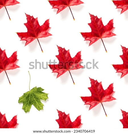 Seamless pattern of colorful autumn maple leaf isolated on white background. Be different concept. Warm colors of Autumn