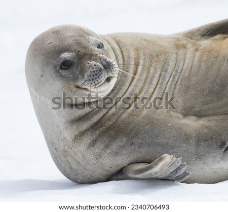 Contented snooze; Weddell seal, Larsen Harbour, Head scratching; Looking up; Weddell seal, Larsen Harbour, South Georgia
