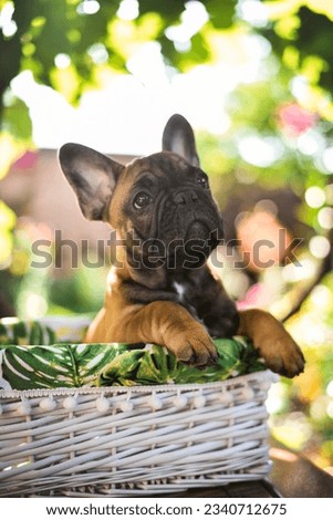 little french bulldog puppy in a basket outdoors in sunny summer
