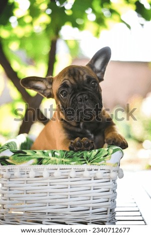 little french bulldog puppy in a basket outdoors in sunny summer