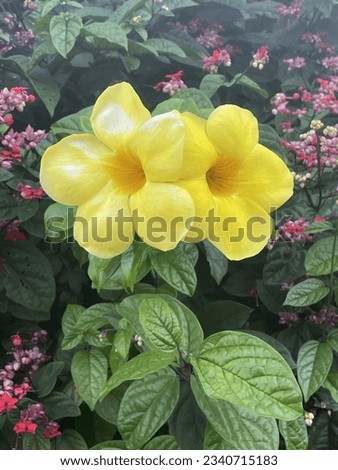 Alamanda or allamanda is an ornamental plant that is commonly referred to as the alamanda flower and is also often referred to as the golden trumpet flower, yellow bell flower, or buttercup flower.