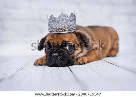little french bulldog puppy in a silver crown on a white background