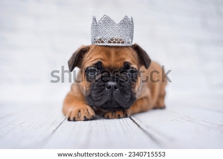 little french bulldog puppy in a silver crown on a white background