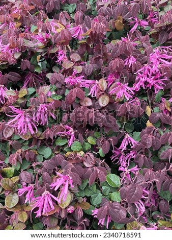 Loropetalum chinense f. rubrum or Chinese Fringe Flower is a dwarf bushy evergreen shrub of neat, compact habit with rich ruby-red leaves which retain their color and persist all year round
