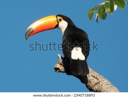 Toco toucan (Ramphastos toco) on a branch in Pantanal, Brazil