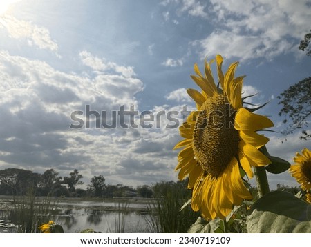 A beautiful sunflower catching the sun at noon near a pond.
