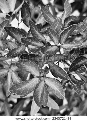retro black and white picture of leaves