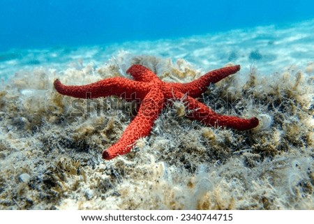 Echinaster sepositus - Red sea star, underwater image into the Mediterranean sea Royalty-Free Stock Photo #2340744715