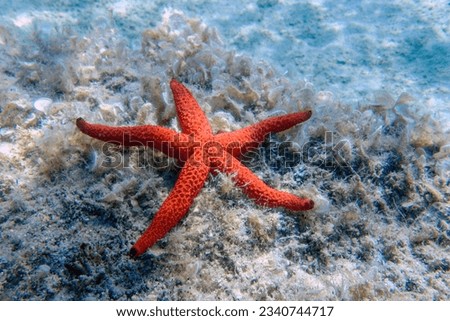 Echinaster sepositus - Red sea star, underwater image into the Mediterranean sea Royalty-Free Stock Photo #2340744717
