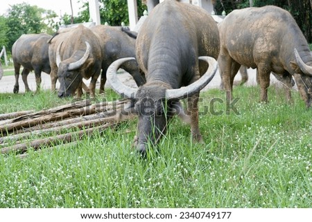 Buffalo, Mammal animal, Thai buffalo in grass field, Adult buffalo with her child with sunset in river water farm garden near the road side.