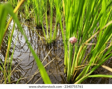 the rice plant has a wide array of "enemies" Planting rice makes me poor Pest shellfish Royalty-Free Stock Photo #2340755761