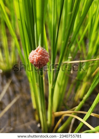 the rice plant has a wide array of "enemies" Planting rice makes me poor Pest shellfish Royalty-Free Stock Photo #2340755781