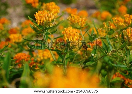 Butterfly Weed (Asclepias tuberosa) Milkweed Wildflower, Close-up Royalty-Free Stock Photo #2340768395