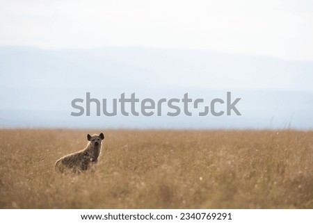 A hyena in the mid of Masai Mara grassland, Kenya